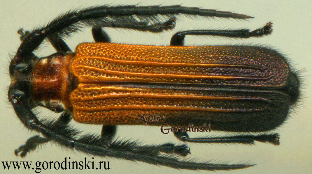 http://www.gorodinski.ru/cerambyx/Parastathes apicalis.jpg